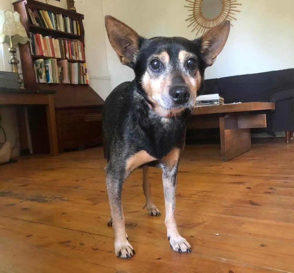 Enlarge Edwin, a Adoptable mixed breed in Columbus, OH image 5/6