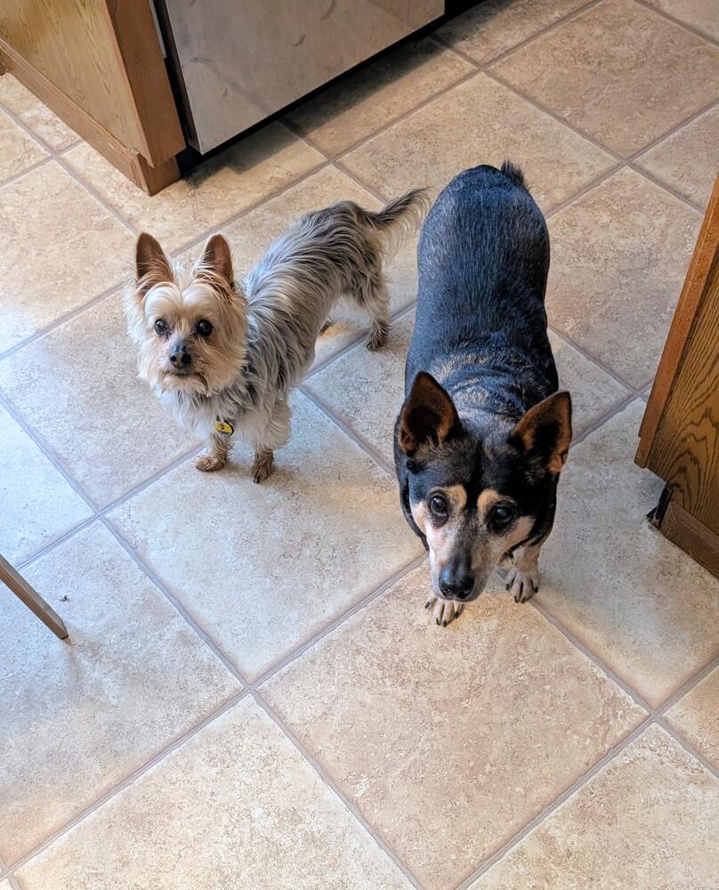Edwin, Adoptable, Senior Male Chihuahua.