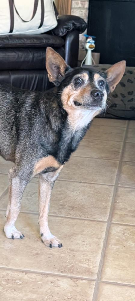 Enlarge Edwin, a Adoptable mixed breed in Columbus, OH image 6/6