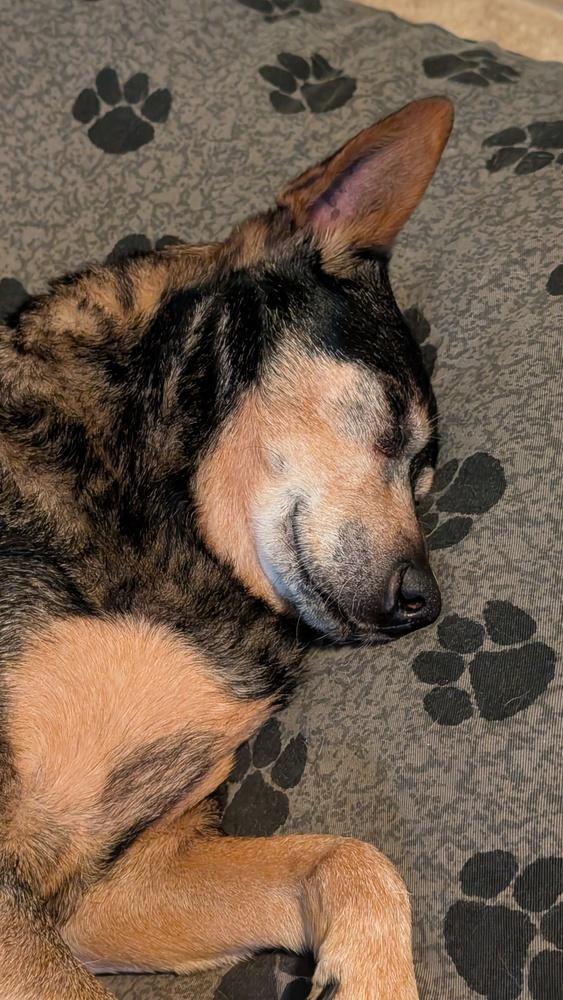 Enlarge Edwin, a Adoptable mixed breed in Columbus, OH image 6/6