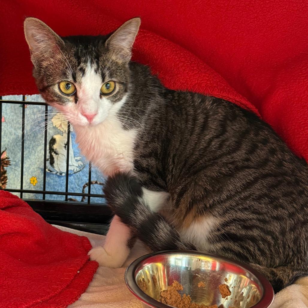 Blaze, Adoptable, Young Male Domestic Short Hair.