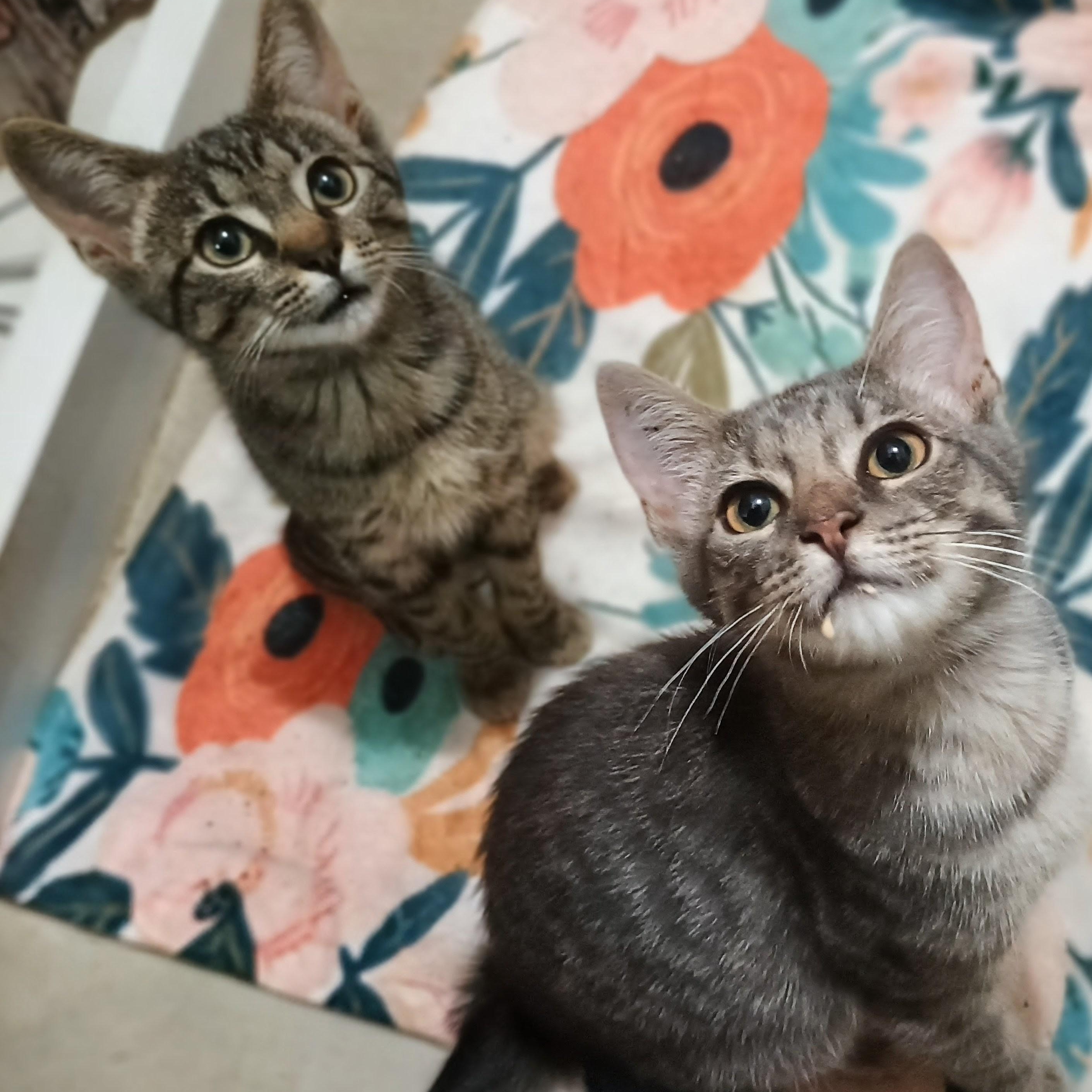 Tia & Tamera, Adoptable, Kitten Female Tabby & Domestic Short Hair.