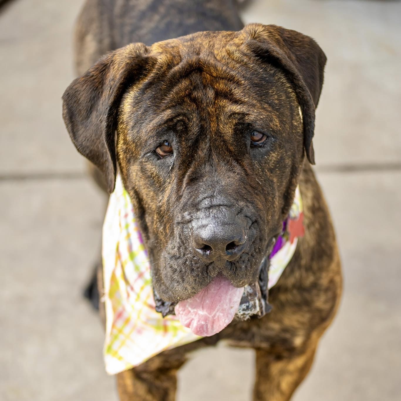 Celeste, ADOPTABLE, Young Male Mastiff.