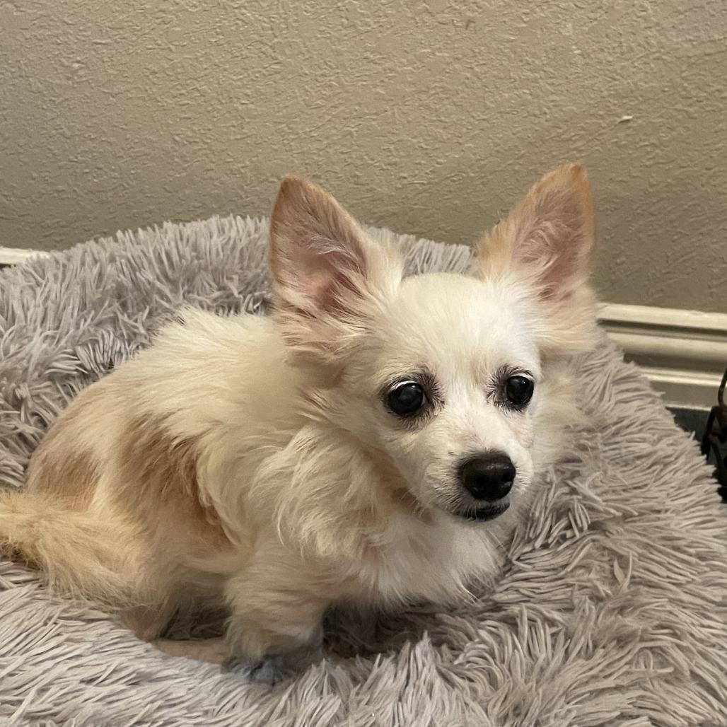 Scratchy, Adoptable, Senior Male Chihuahua.