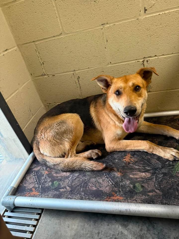 Enlarge Sam, a Adoptable German Shepherd Dog in Shelbyville, TN image 1/1