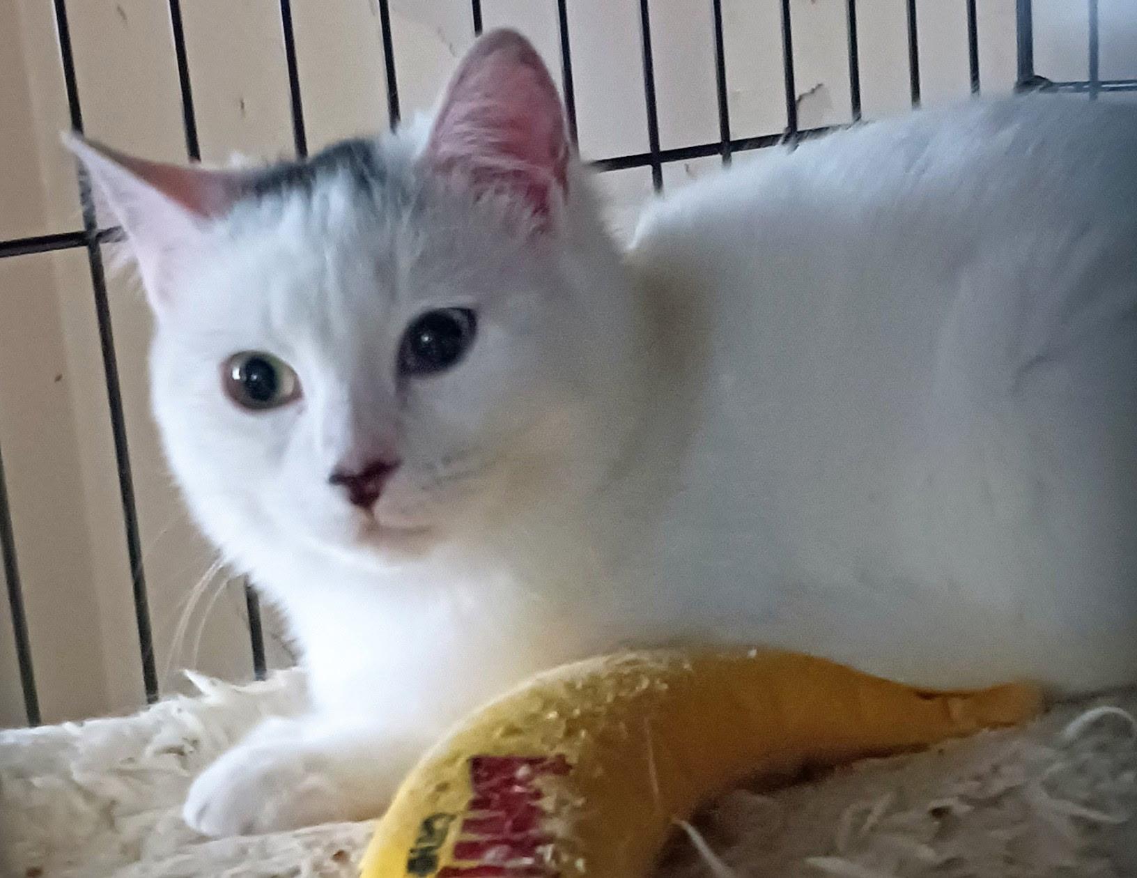 Enlarge Buttons, a ADOPTABLE Domestic Short Hair in Brooklyn, NY image 2/2