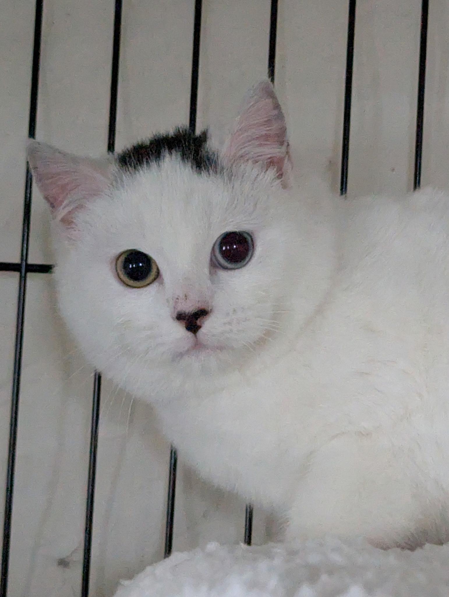 Enlarge Buttons, a ADOPTABLE Domestic Short Hair in Brooklyn, NY image 1/2