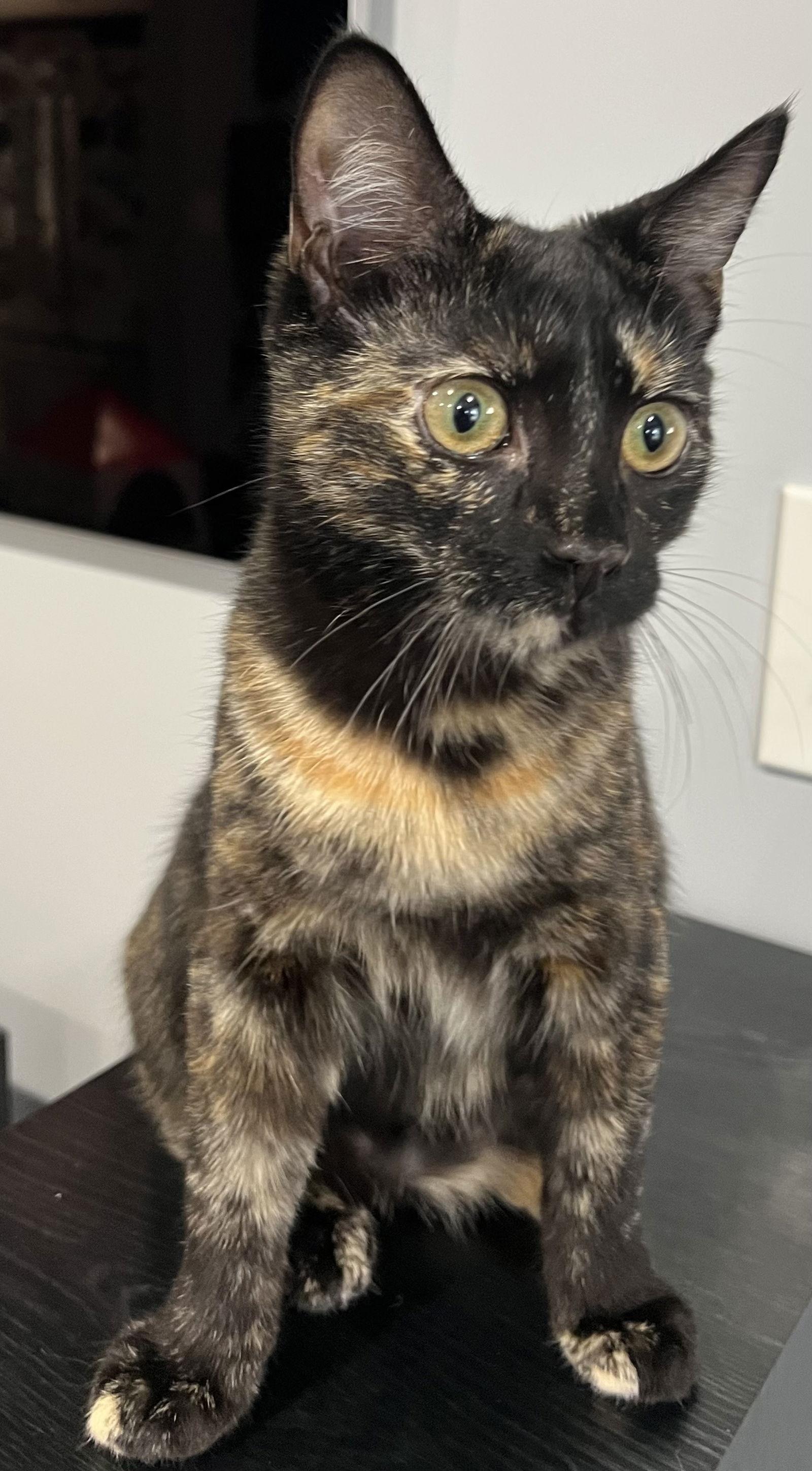 Rayna - KITTEN in foster, Adoptable, Young Female Domestic Short Hair.