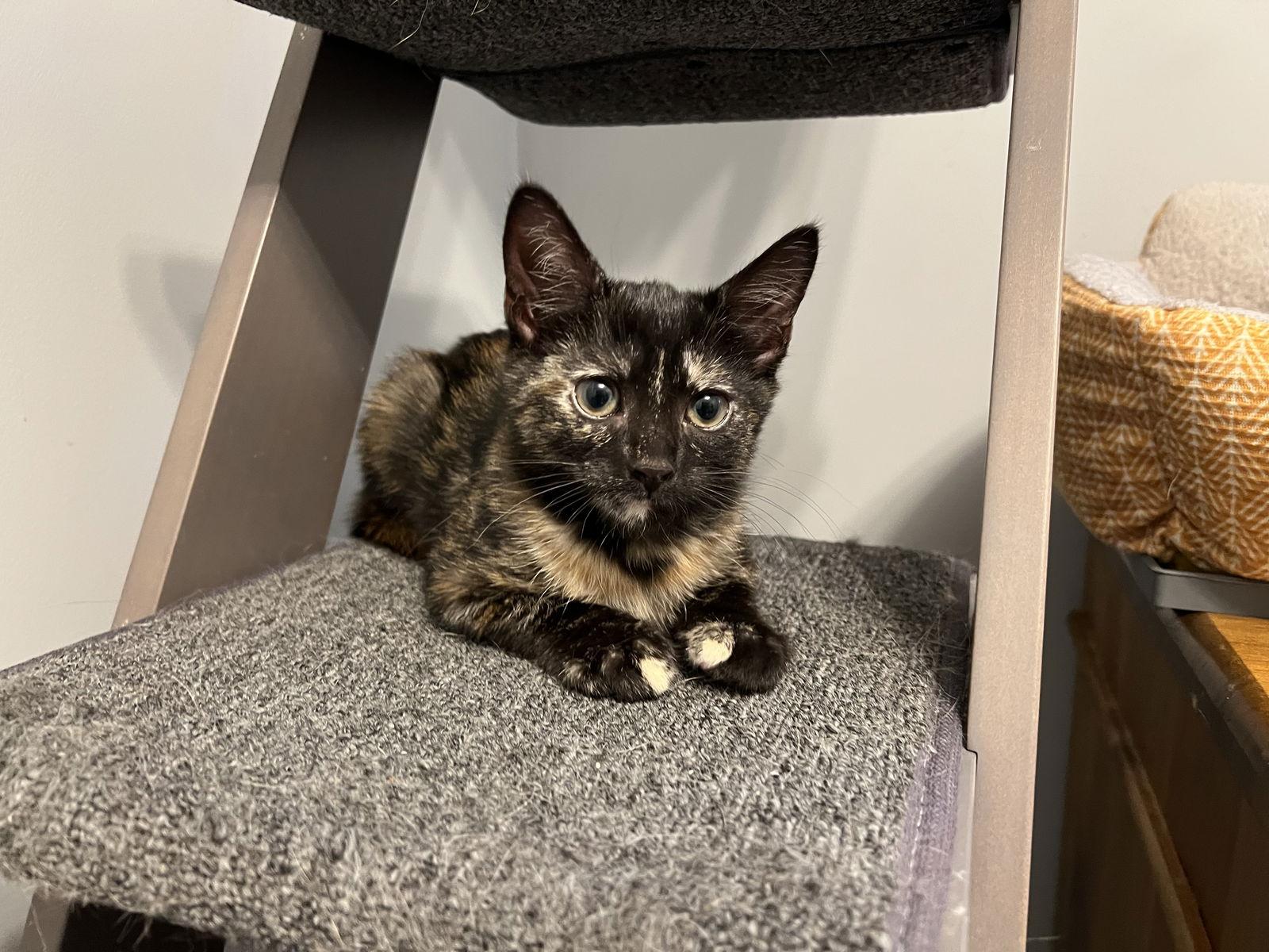 Enlarge Rayna - KITTEN in foster, a Adoptable Domestic Short Hair in Alexandria, VA image 2/3