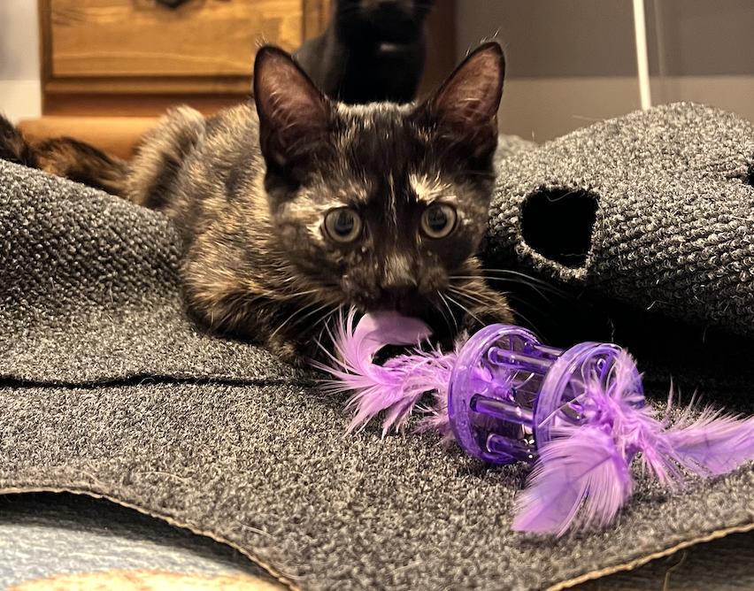 Enlarge Rayna - KITTEN in foster, a Adoptable Domestic Short Hair in Alexandria, VA image 3/3