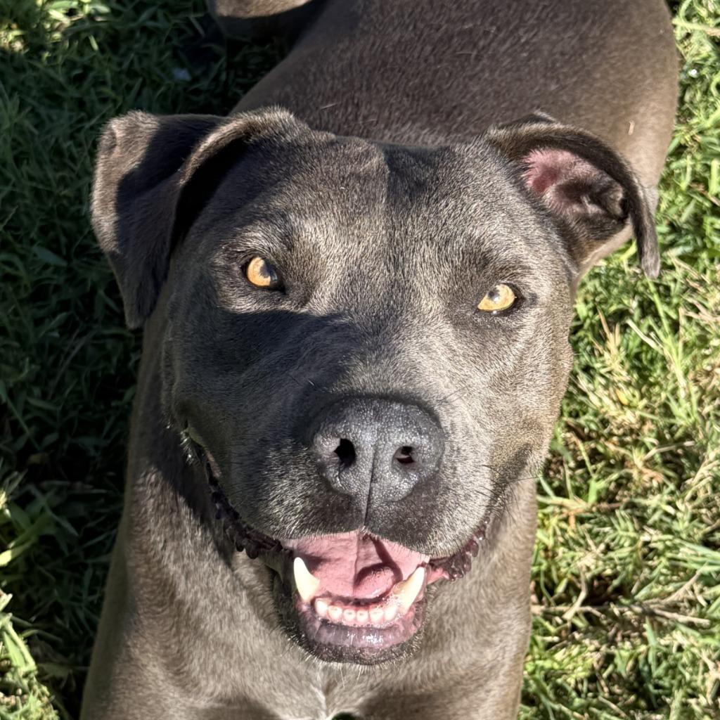 Enlarge Wednesday, a Adoptable Pit Bull Terrier in Brenham, TX image 1/6