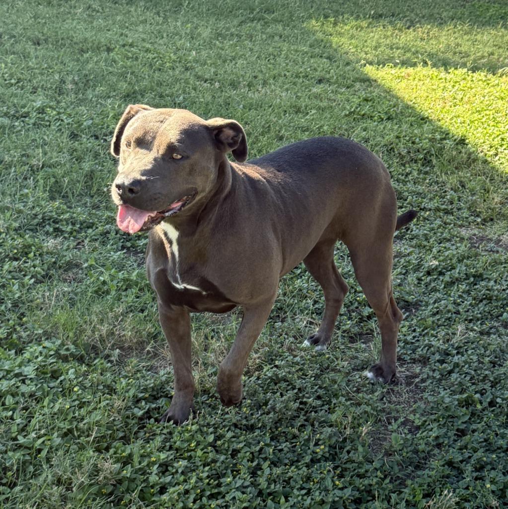 Enlarge Wednesday, a Adoptable Pit Bull Terrier in Brenham, TX image 2/6
