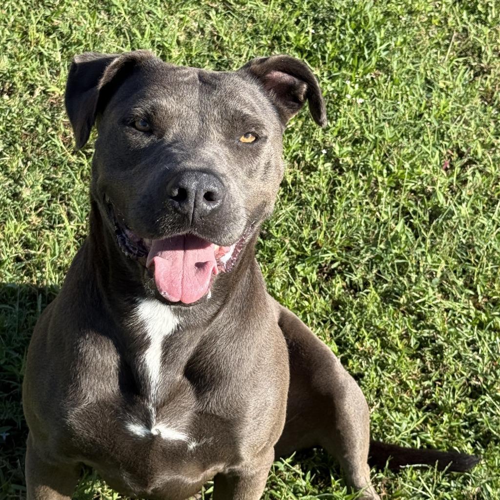 Enlarge Wednesday, a Adoptable Pit Bull Terrier in Brenham, TX image 3/6