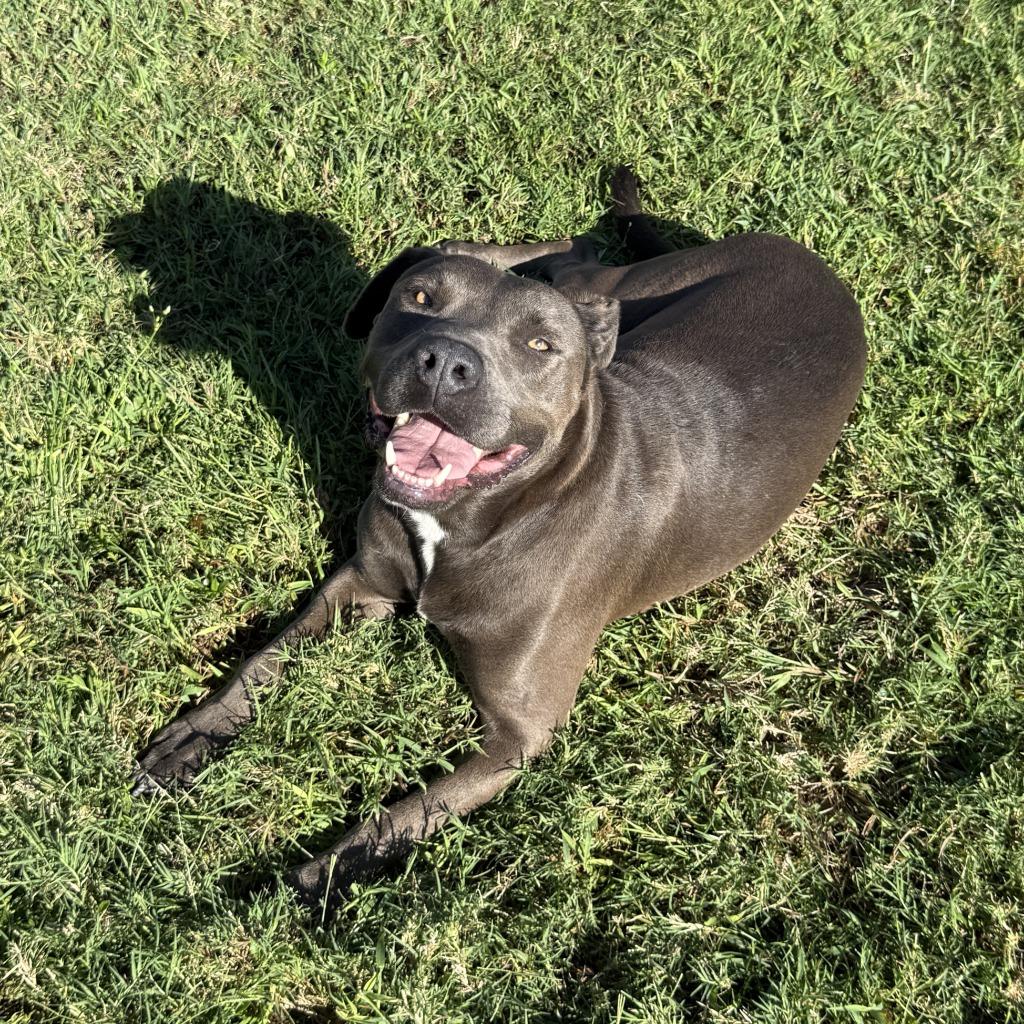 Enlarge Wednesday, a Adoptable Pit Bull Terrier in Brenham, TX image 4/6