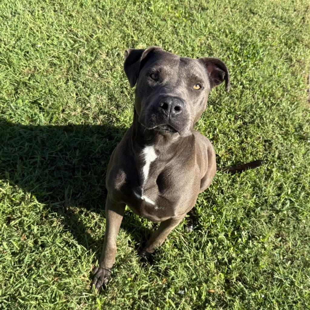 Enlarge Wednesday, a Adoptable Pit Bull Terrier in Brenham, TX image 5/6