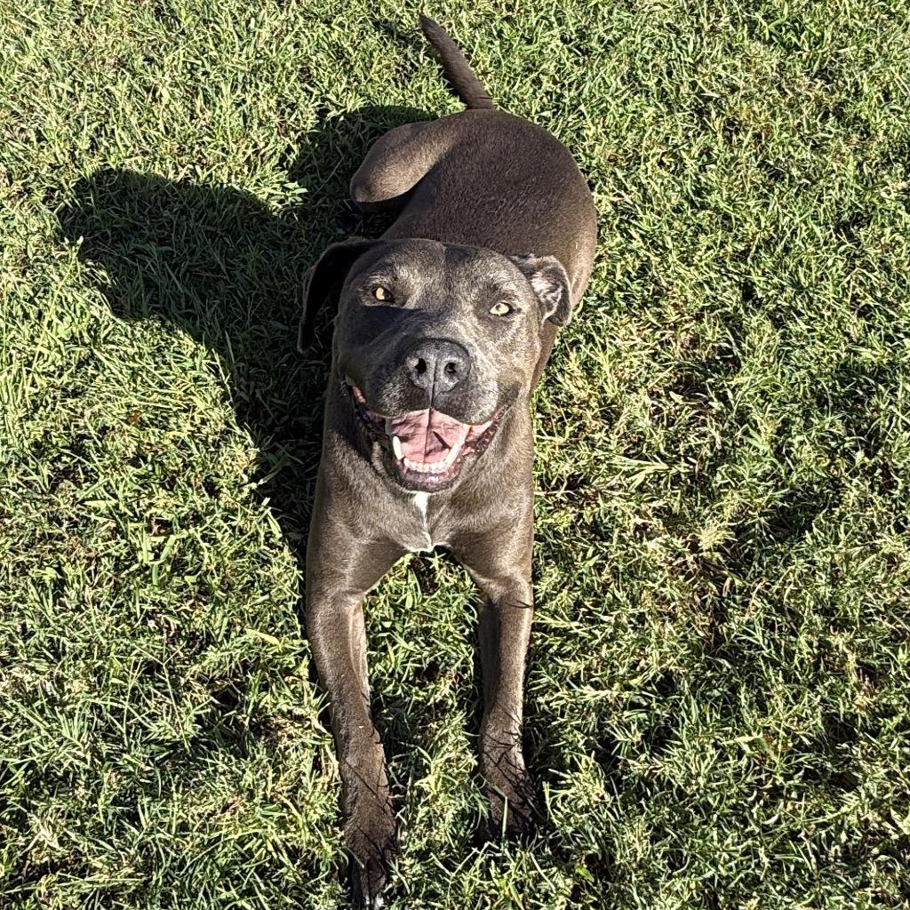 Enlarge Wednesday, a Adoptable Pit Bull Terrier in Brenham, TX image 6/6