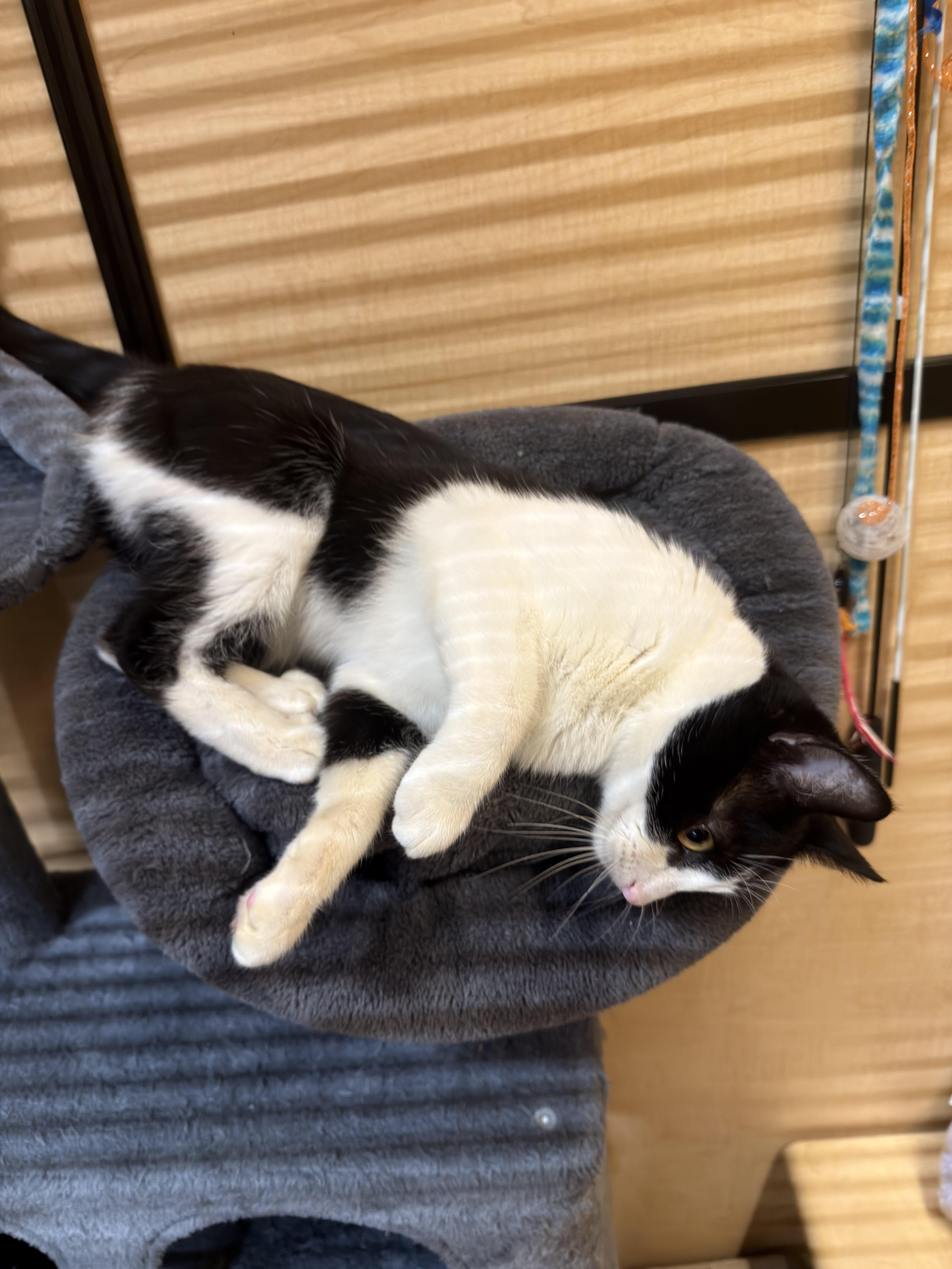 Enlarge Jasmine, a ADOPTABLE Domestic Short Hair in El Segundo, CA image 5/5