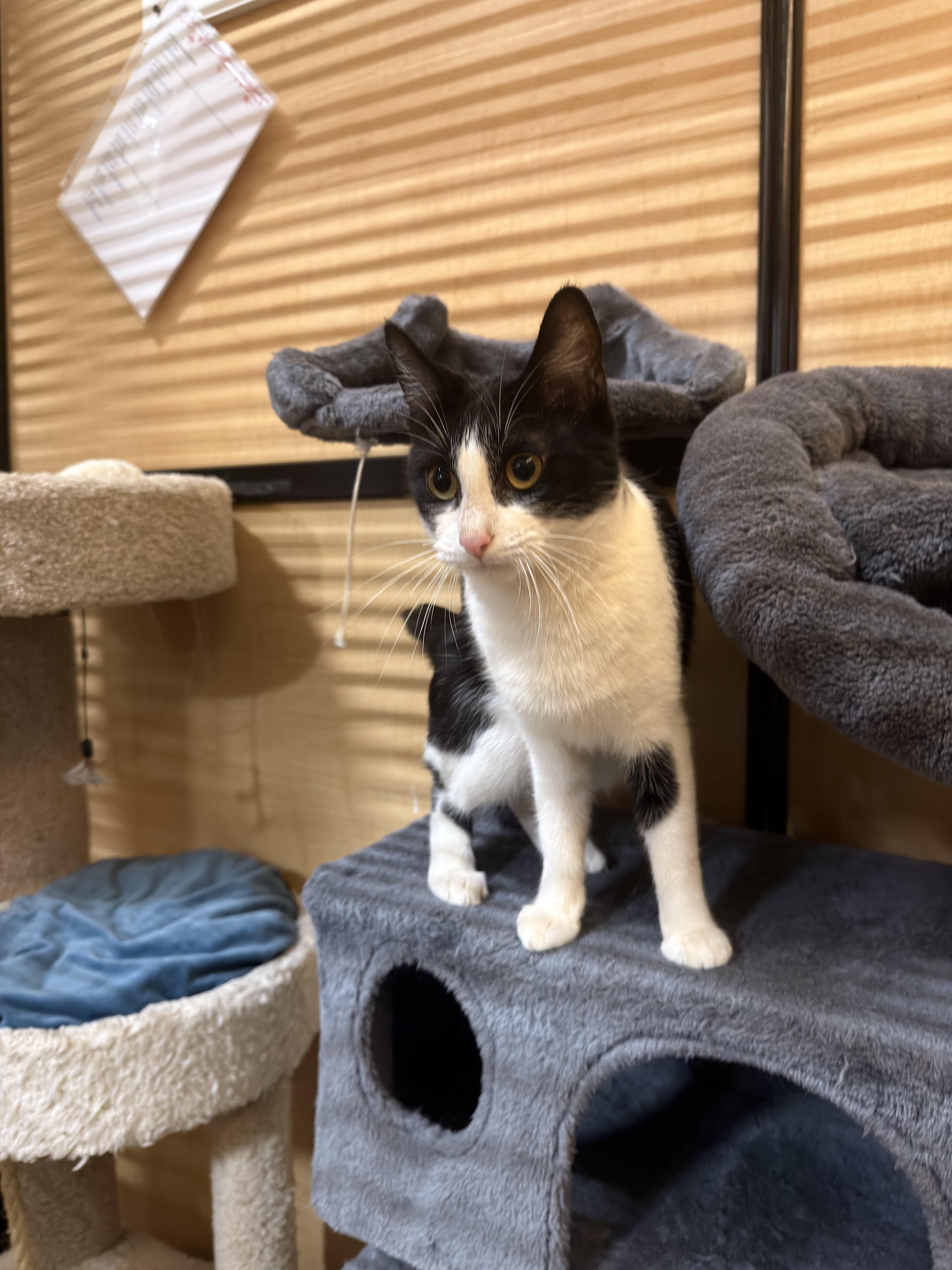 Enlarge Jasmine, a ADOPTABLE Domestic Short Hair in El Segundo, CA image 3/5