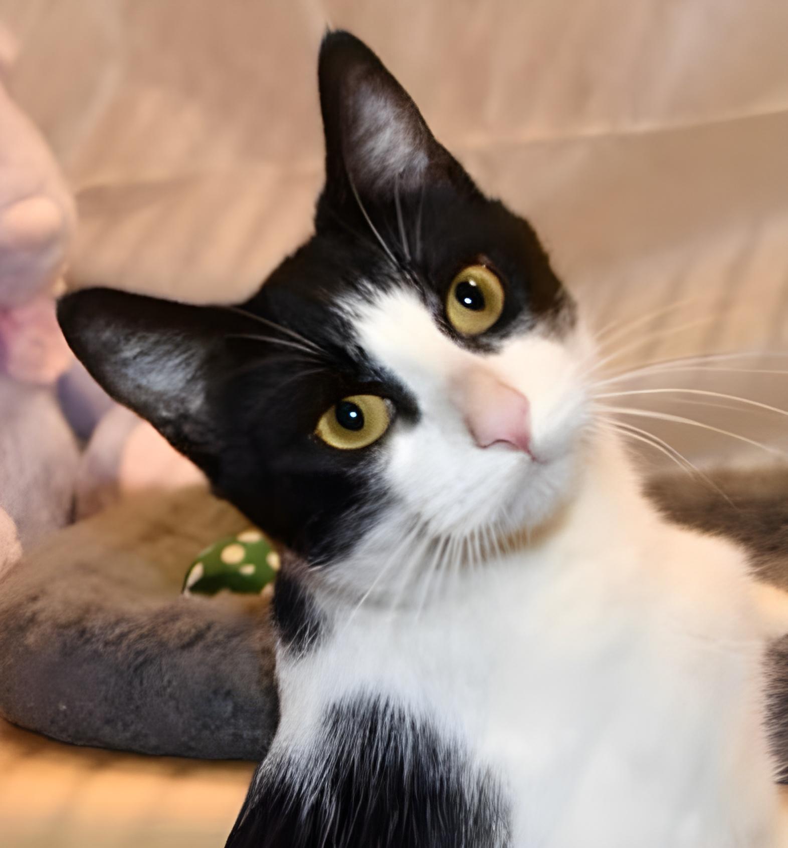 Enlarge Jasmine, a ADOPTABLE Domestic Short Hair in El Segundo, CA image 1/5