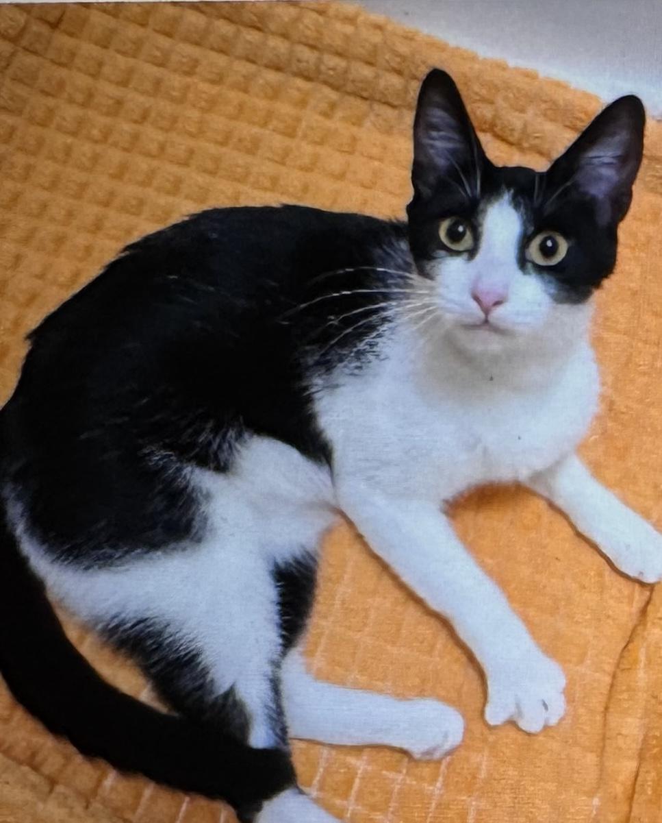 Enlarge Jasmine, a ADOPTABLE Domestic Short Hair in El Segundo, CA image 2/5