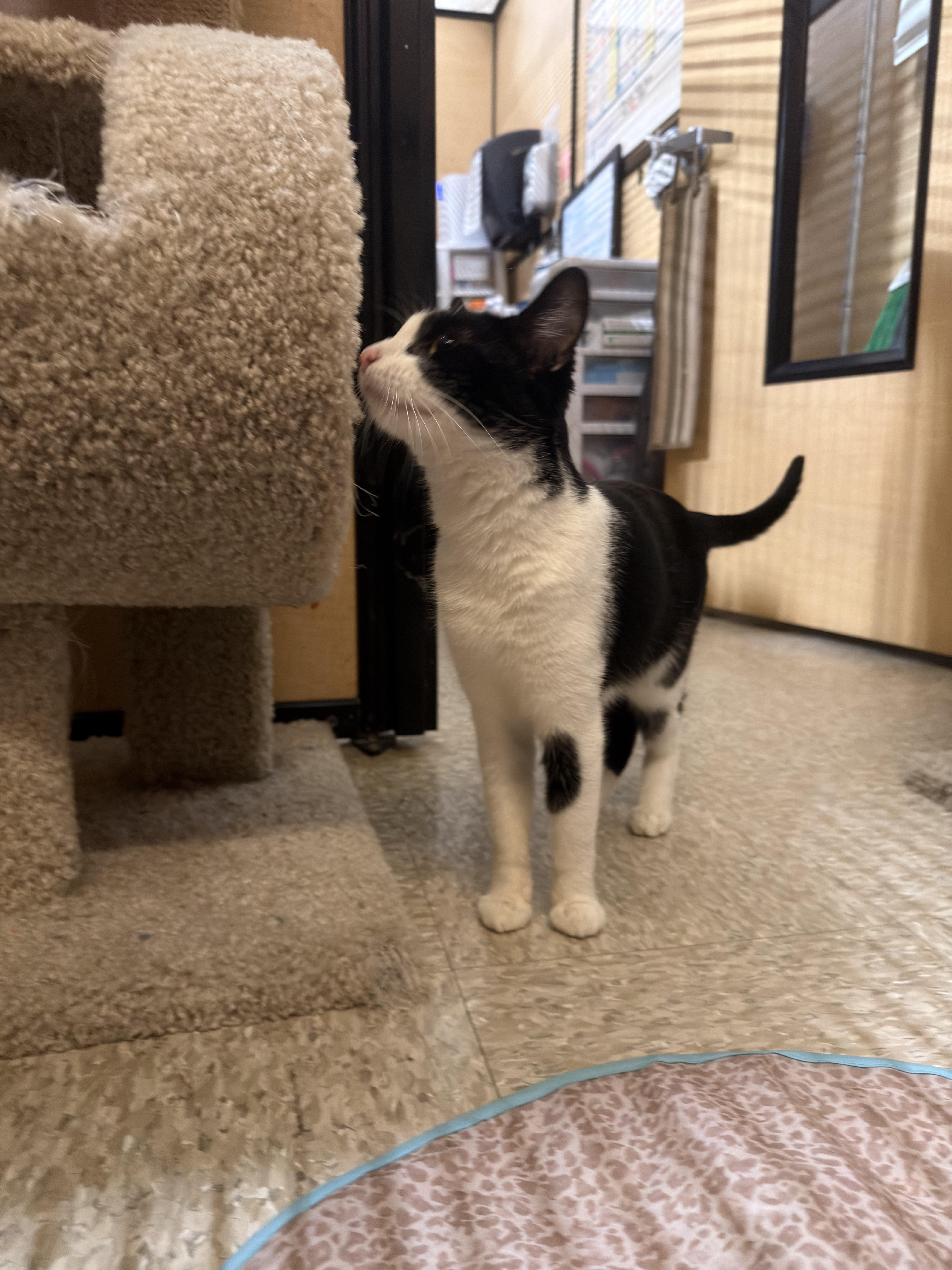 Enlarge Jasmine, a ADOPTABLE Domestic Short Hair in El Segundo, CA image 4/5