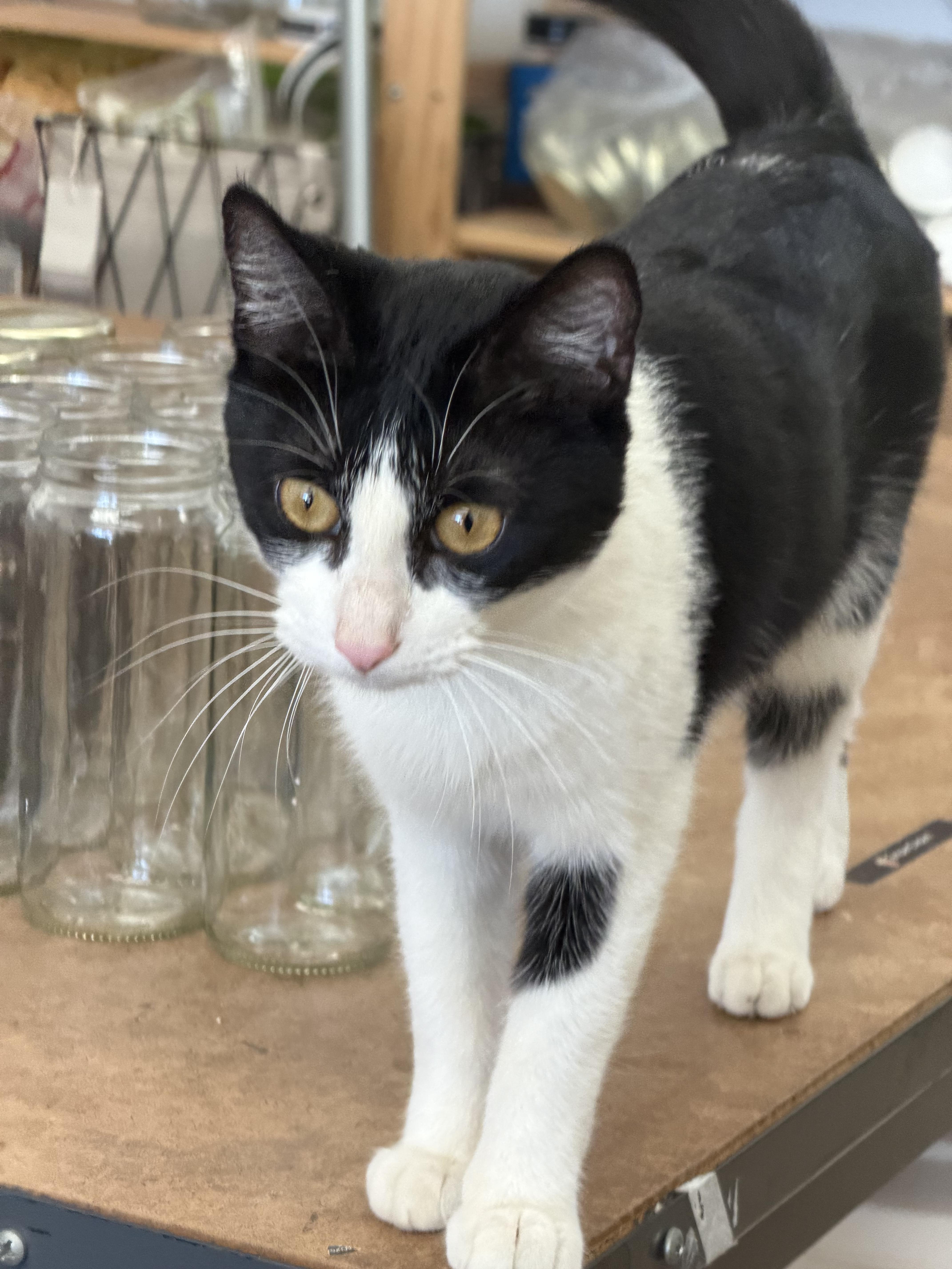 Enlarge Jasmine, a ADOPTABLE Domestic Short Hair in Manhattan Beach, CA image 2/6