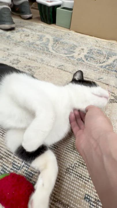 Enlarge Jasmine, a ADOPTABLE Domestic Short Hair in Manhattan Beach, CA video 5/6