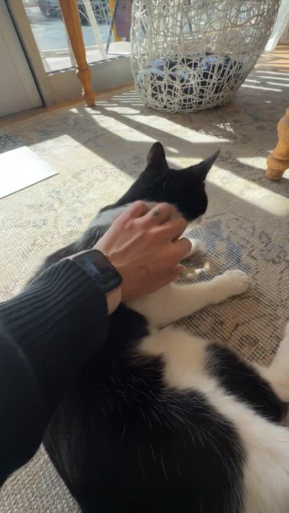 Enlarge Jasmine, a ADOPTABLE Domestic Short Hair in Manhattan Beach, CA video 6/6