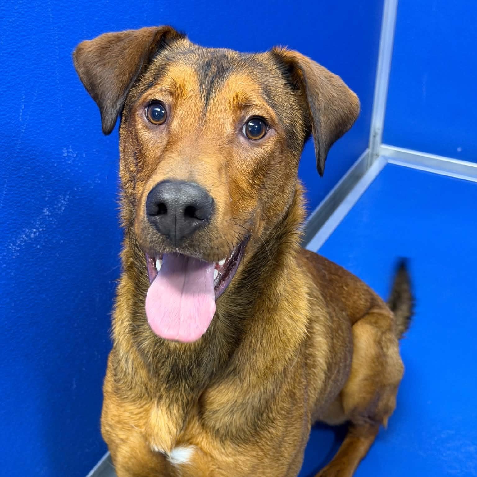 26-01074 RAMONE, Adoptable, Adult Male Hound.