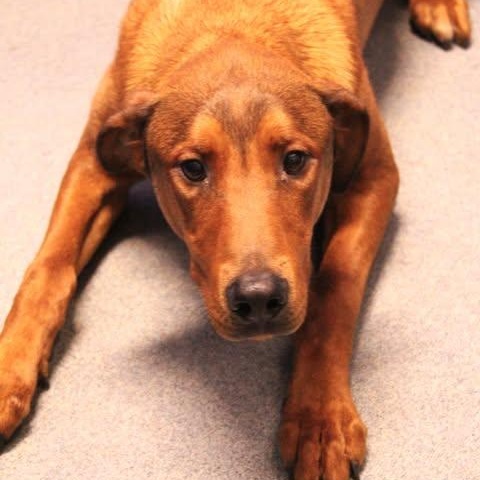 26-01074 RAMONE, ADOPTABLE, Adult Male Hound.