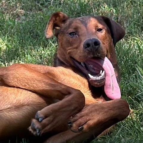 26-01074 RAMONE, ADOPTABLE, Adult Male Hound.