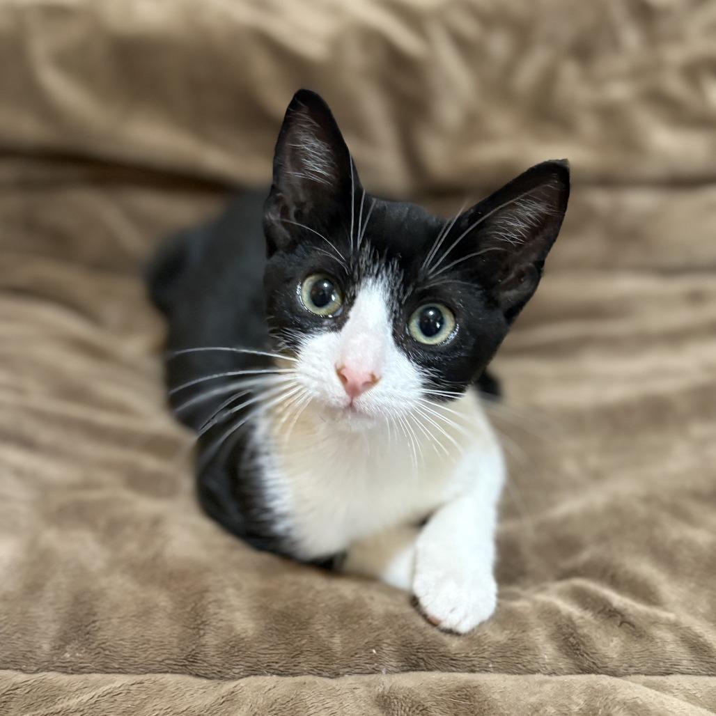 Enlarge Flora, a Adoptable mixed breed in Tylertown, MS image 1/6