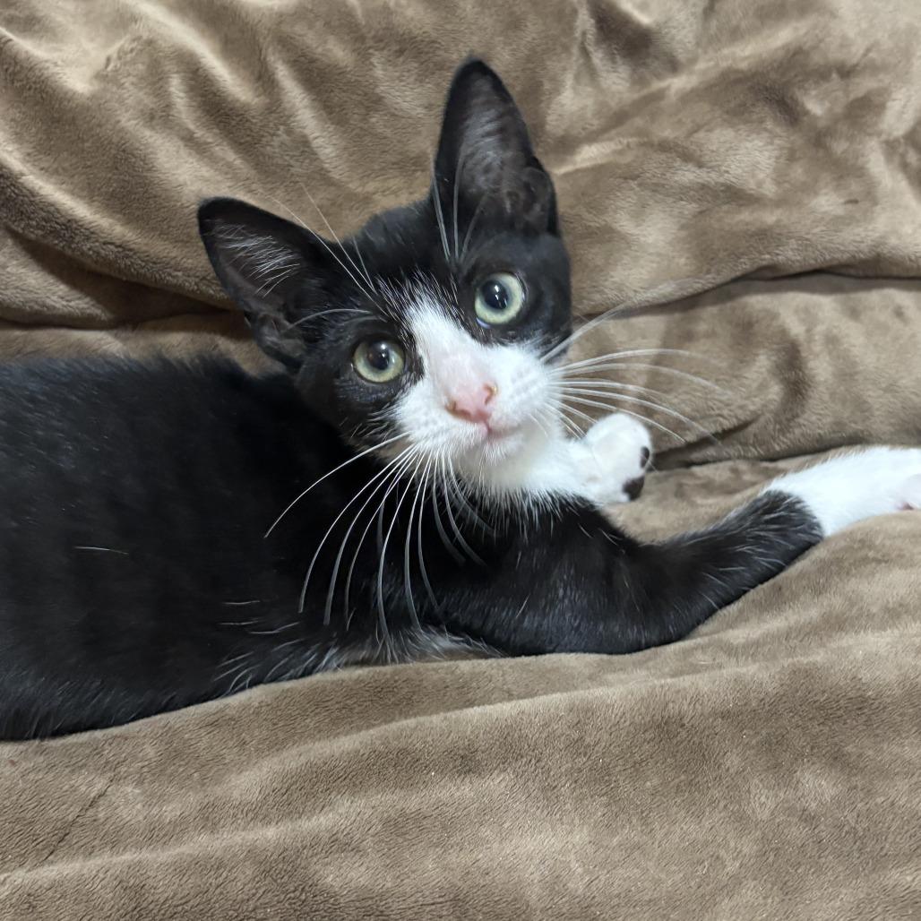 Enlarge Flora, a Adoptable mixed breed in Tylertown, MS image 2/6