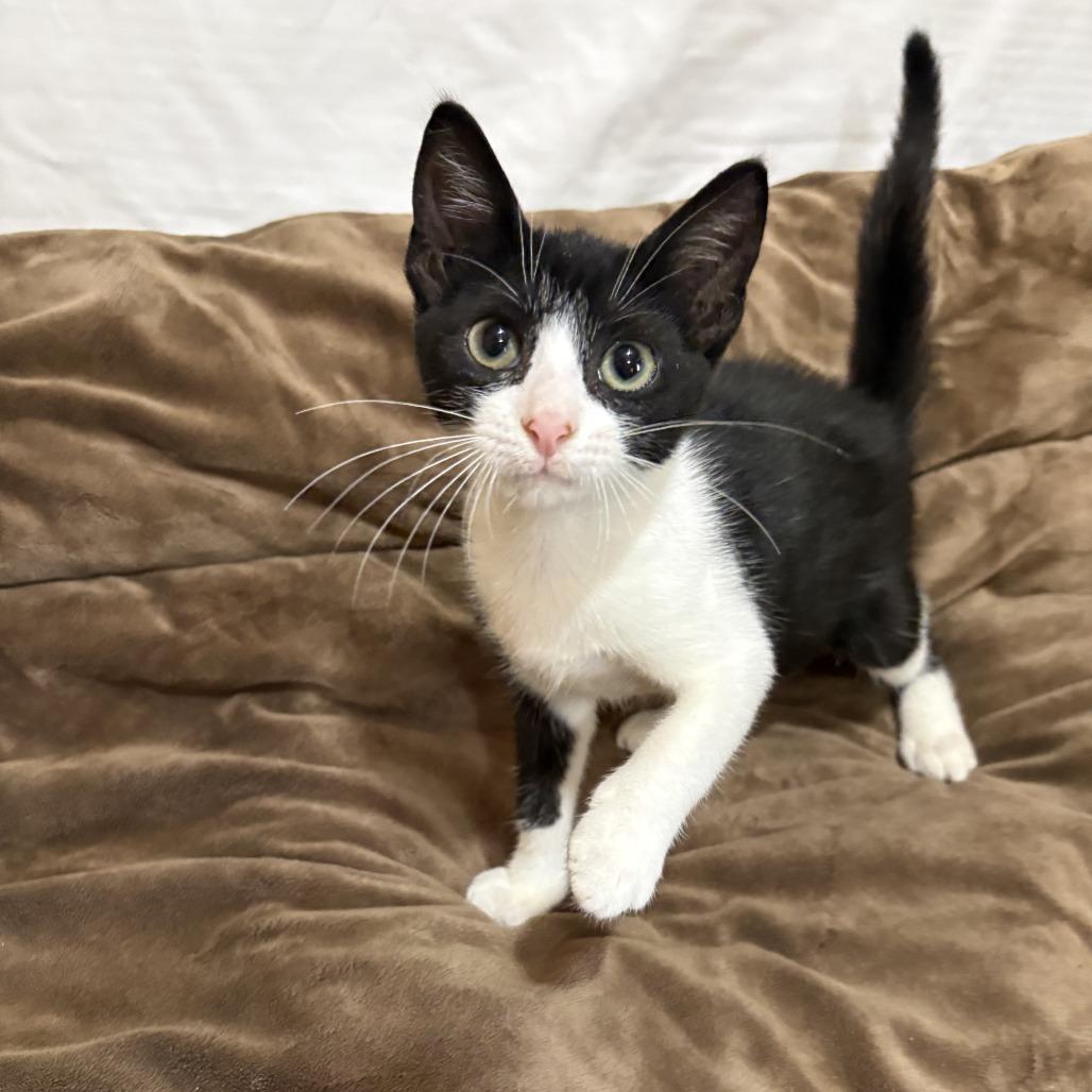 Enlarge Flora, a Adoptable mixed breed in Tylertown, MS image 3/6