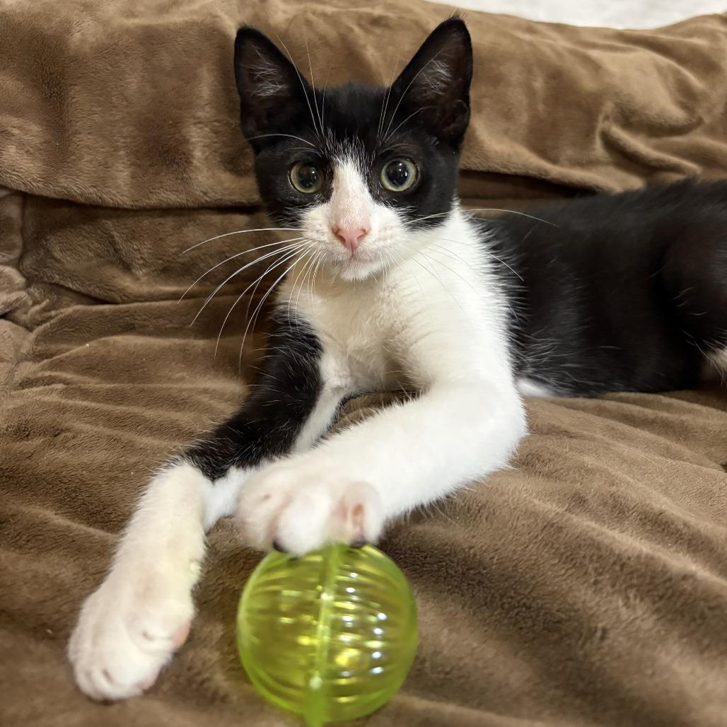 Enlarge Flora, a Adoptable mixed breed in Tylertown, MS image 4/6