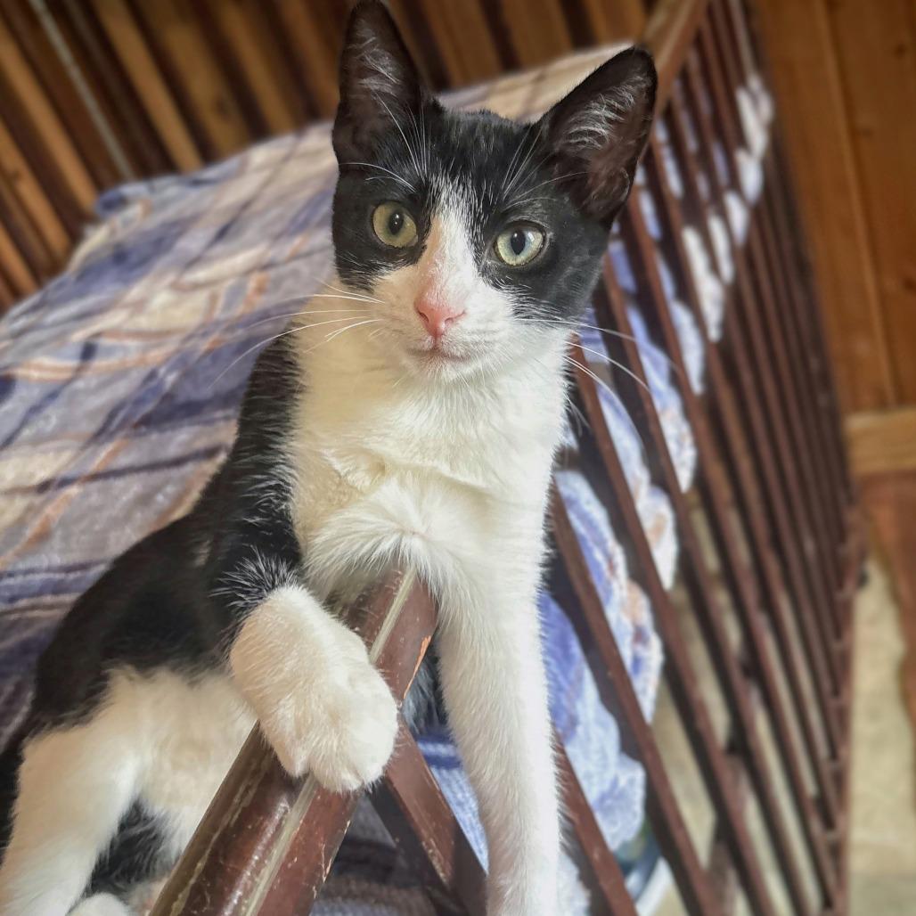 Enlarge Flora, a Adoptable mixed breed in Tylertown, MS image 5/6
