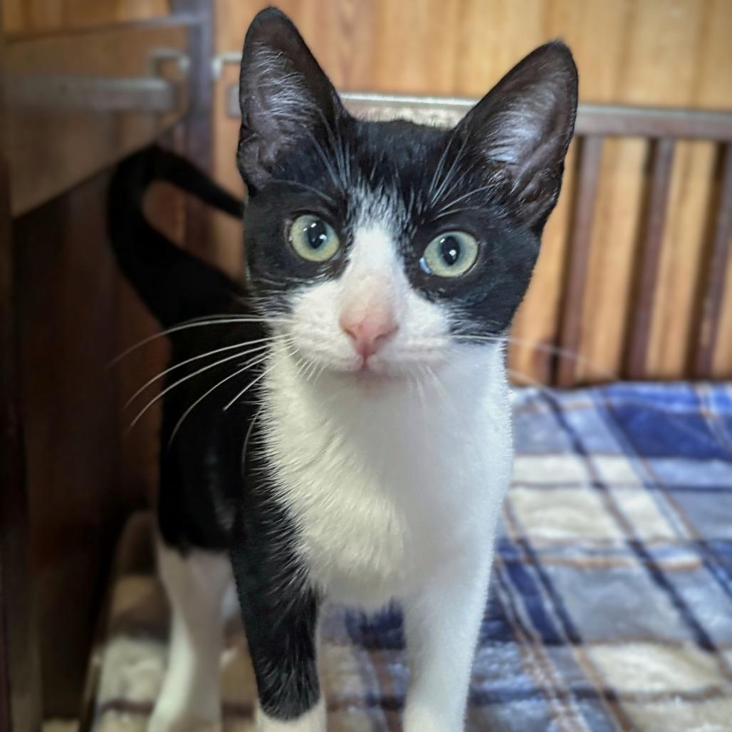 Enlarge Flora, a Adoptable mixed breed in Tylertown, MS image 6/6