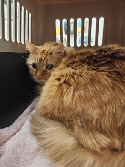 Sir Willy, adopted, Senior Female Domestic Medium Hair.