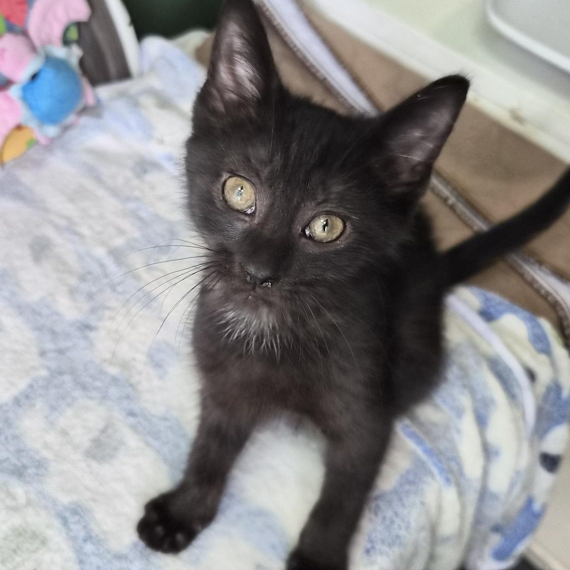 Enlarge Cheddar (All Night Diner Litter), an adopted mixed breed in Baltimore, MD image 2/2
