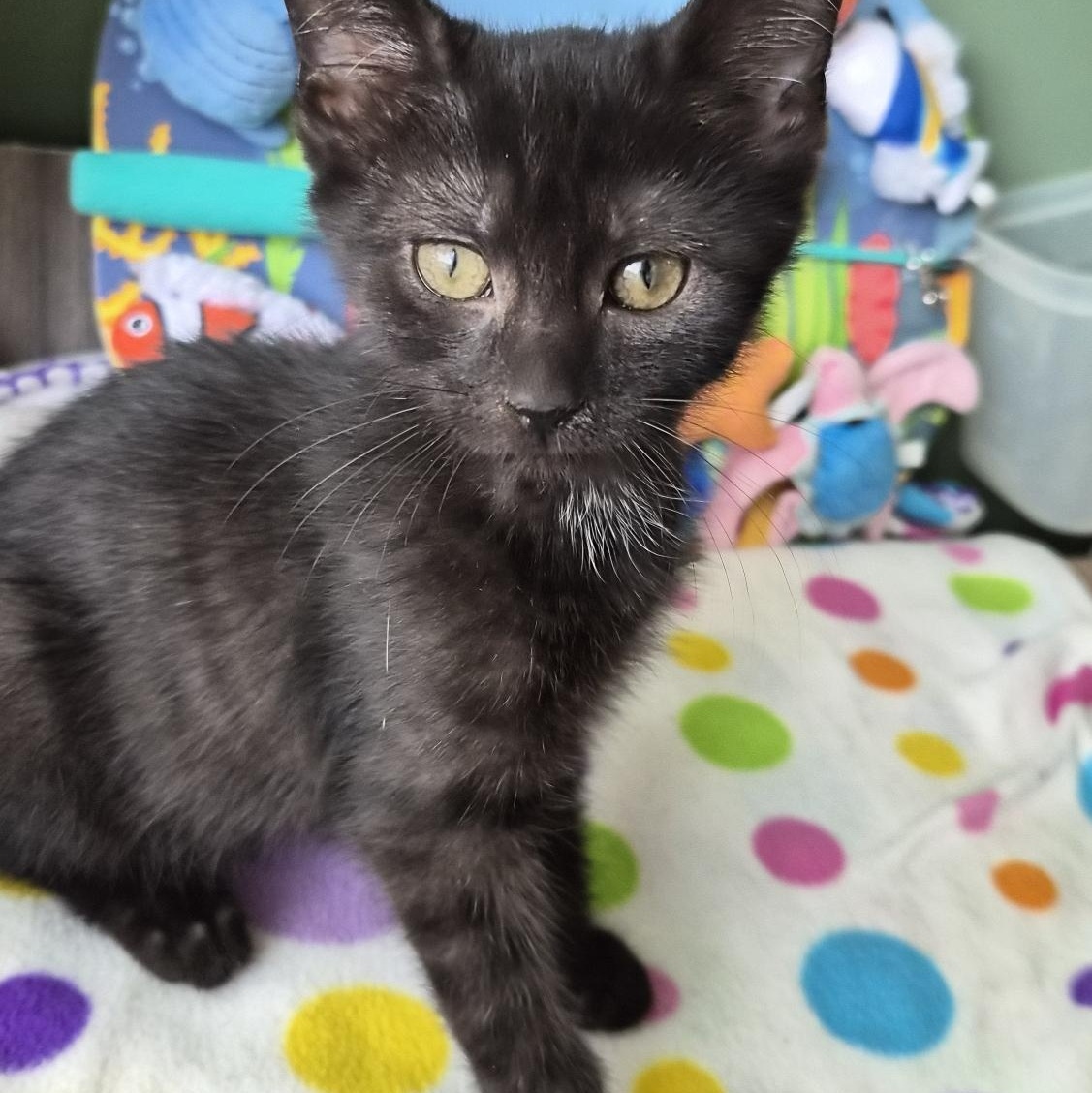 Enlarge Cheddar (All Night Diner Litter), an adopted mixed breed in Baltimore, MD image 1/2