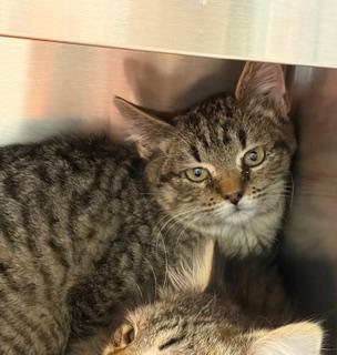 Enlarge Sampson, a ADOPTABLE Domestic Short Hair in Liberty, MO image 3/3