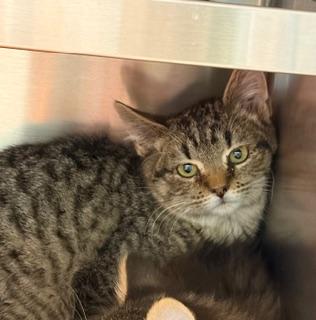 Enlarge Sampson, a ADOPTABLE Domestic Short Hair in Liberty, MO image 2/3