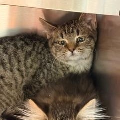 Sampson, ADOPTABLE, Kitten Male Domestic Short Hair.