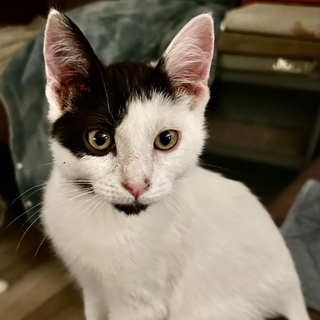 Enlarge Small Fry, a Adoptable Domestic Short Hair in Othello, WA image 1/1