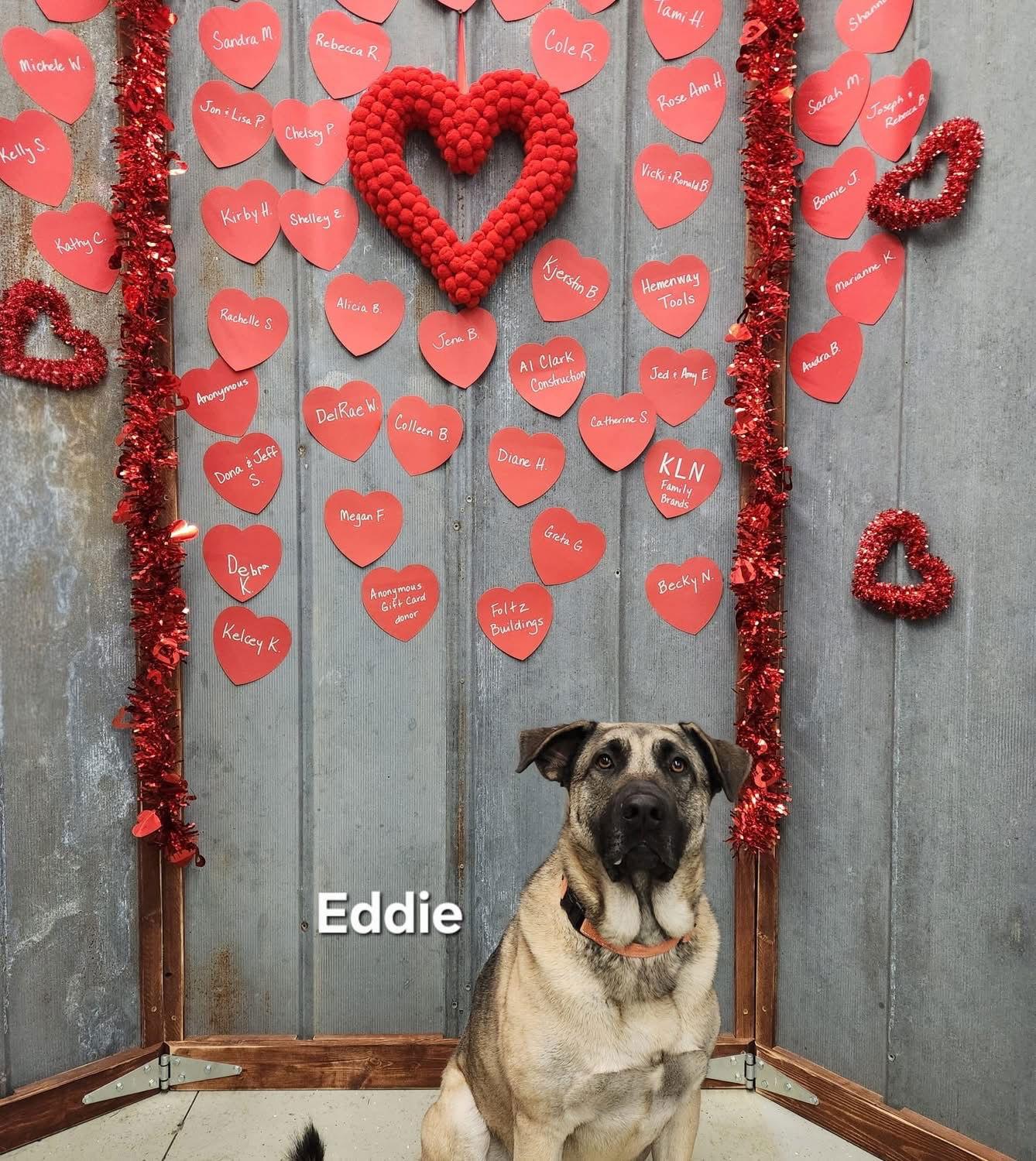 Eddie — thumbnail 3