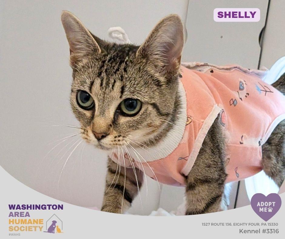 Enlarge Shelly, an adopted mixed breed in Eighty Four, PA image 1/1