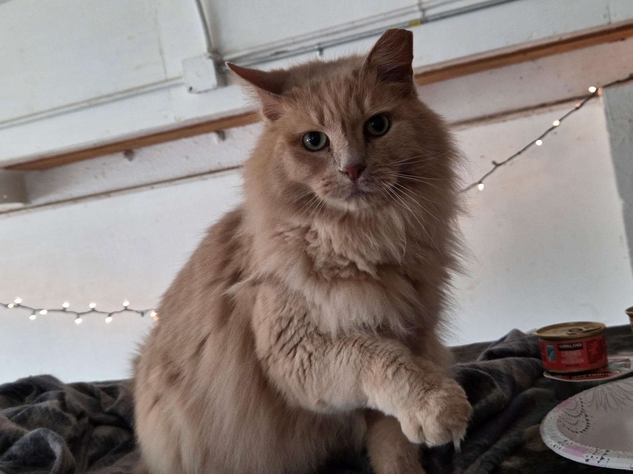 Enlarge Muffy, a ADOPTABLE Domestic Long Hair in West Milwaukee, WI image 2/4