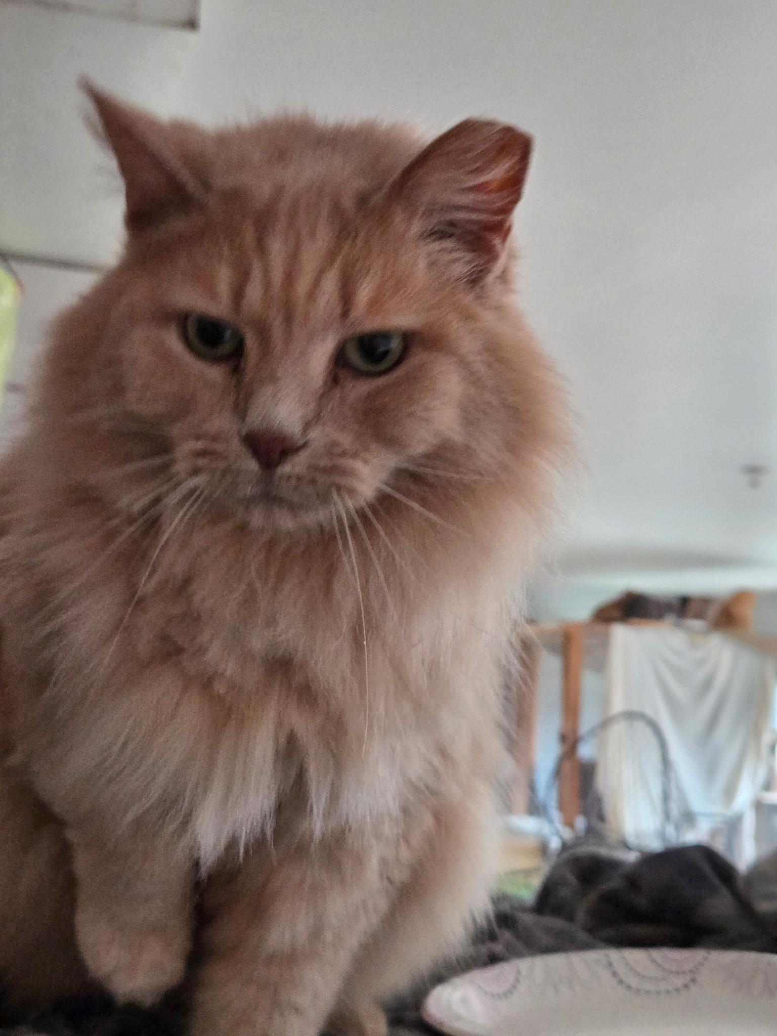 Enlarge Muffy, a ADOPTABLE Domestic Long Hair in West Milwaukee, WI image 3/4