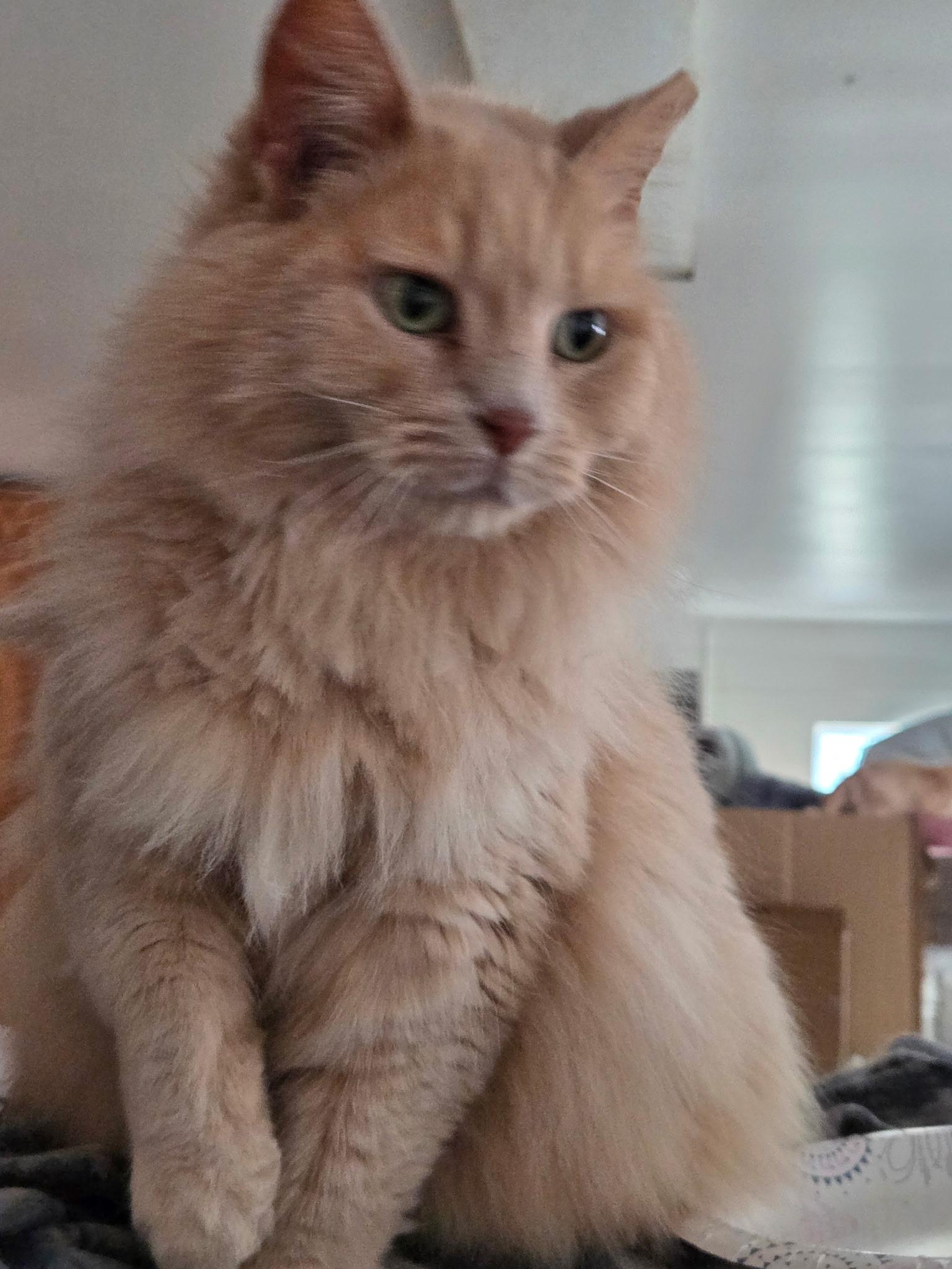 Muffy, ADOPTABLE, Adult Female Domestic Long Hair.