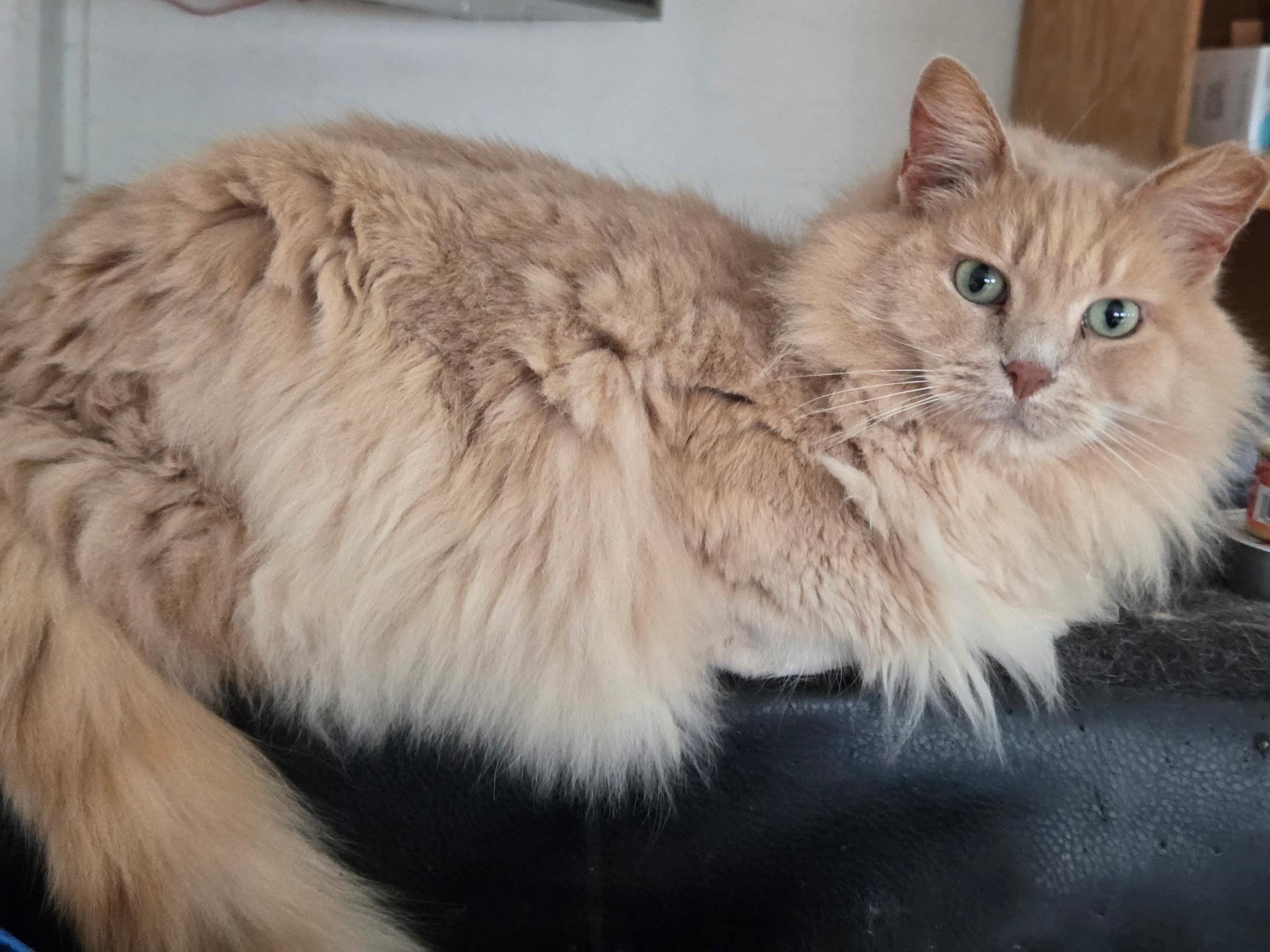 Enlarge Muffy, a ADOPTABLE Domestic Long Hair in West Milwaukee, WI image 4/4